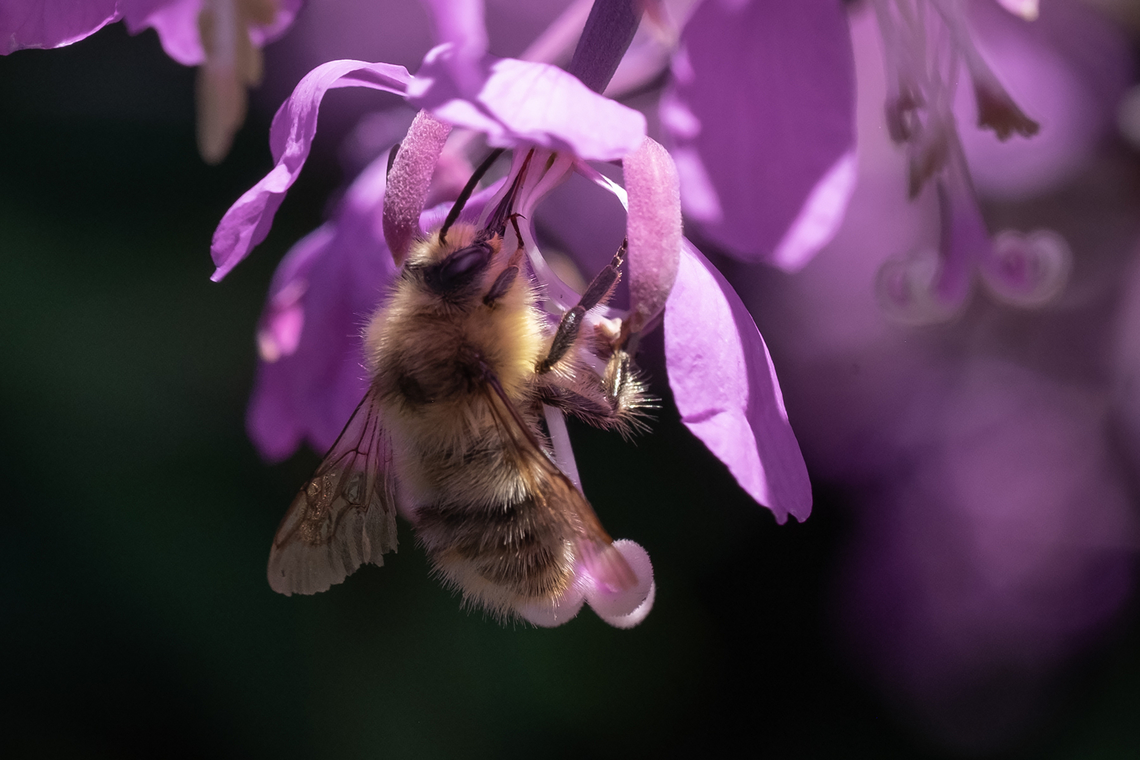 Sitka bumblebee  Bombus sitkensis,Geotagged,Sitka Bumble Bee,Summer,United States