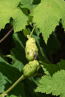 Thimbleberry gall  Diastrophus kincaidii,Geotagged,Summer,United States,thimbleberry gall maker