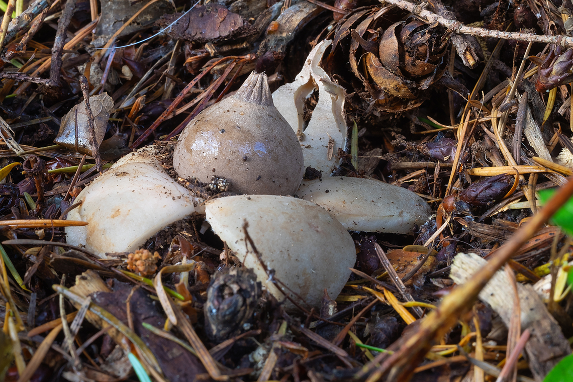 Rounded earthstar  Fall,Geastrum saccatum,Geotagged,Rounded earthstar,United States