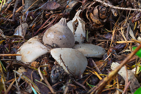 Rounded earthstar  Fall,Geastrum saccatum,Geotagged,Rounded earthstar,United States