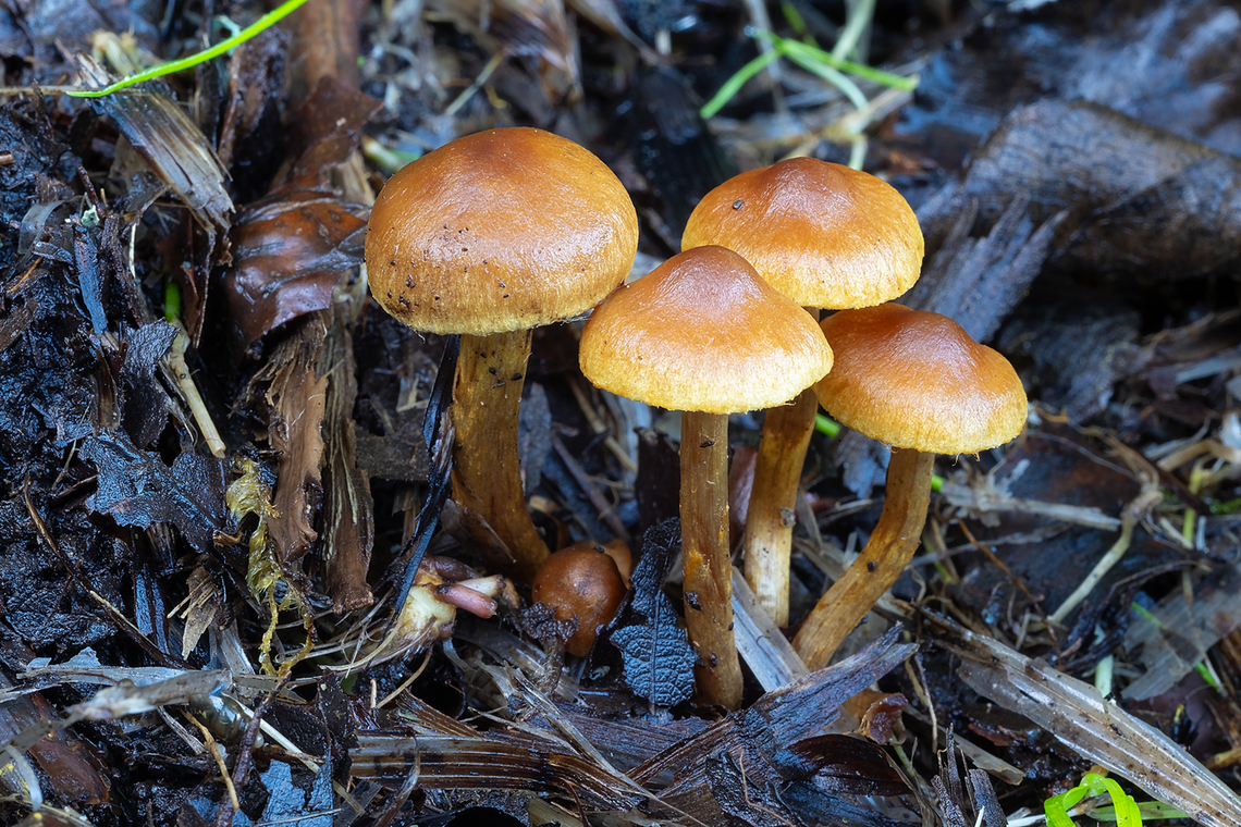possible Inocybe sp. quite resembles Inocybe chondroderma, but I think chemical/microscopic examination would be needed to confirm Fall,Geotagged,United States