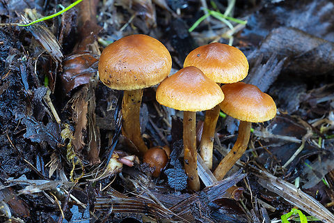 possible Inocybe sp. quite resembles Inocybe chondroderma, but I think chemical/microscopic examination would be needed to confirm Fall,Geotagged,United States