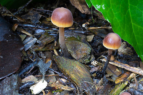 Macrocystidia cucumis immediately and easily recognizable by it's smell - which really and truly smells like a cucumber roll.. hence the nickname "sushi mushroom" - despite their smell, they are not edible. Fall,Geotagged,Macrocystidia cucumis,United States