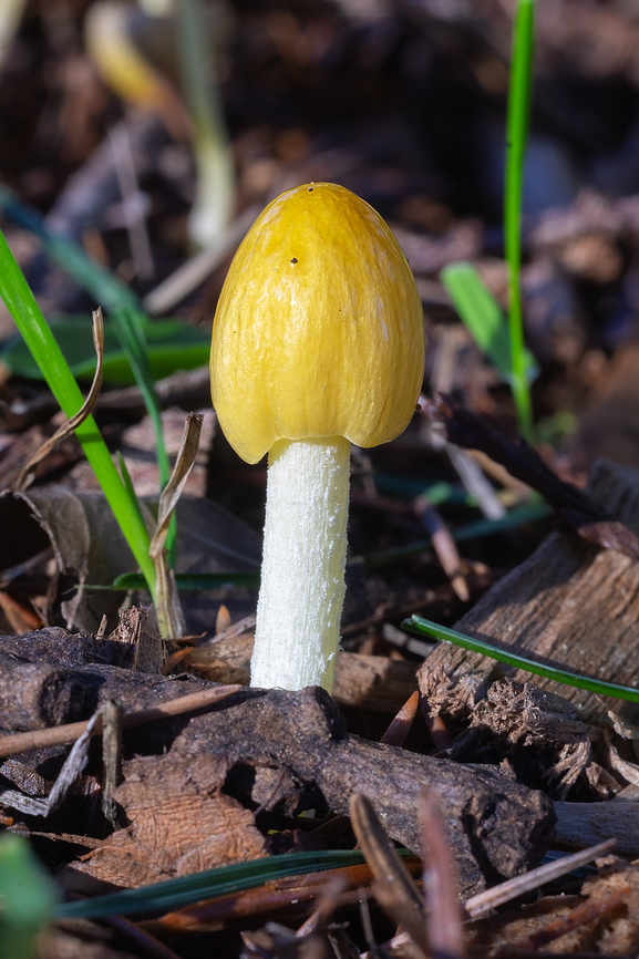 Bolbitius titubans very delicate and fleeting - I saw a large grouping of them at around 9am in the morning - they are so airy and fragile that I was only able photograph the smallest stockiest specimen - the mature parasol shaped ones were swaying in the breeze. In a few short hours (about 1pm) I passed this same spot and they were all gone, shriveled into absolutely nothing by the sun. Bolbitius titubans,Fall,Geotagged,United States