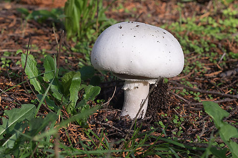 Agaricus sp. don't think I have enough characteristics for a solid ID.. non-staining, brown gills, very defined ring. Possibly Agaricus crocodilinus Fall,Geotagged,United States