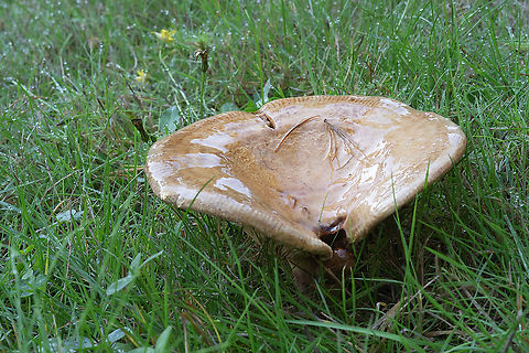 brown roll rim  Fall,Geotagged,Paxillus involutus,Poison Pax,United States