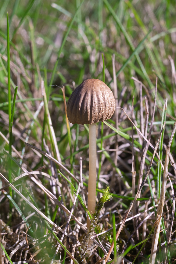 grass dwelling LBM  Fall,Geotagged,United States