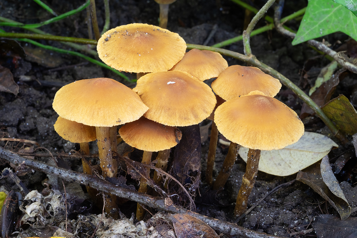 Small Armillaria  Armillaria nabsnona,Fall,Geotagged,United States