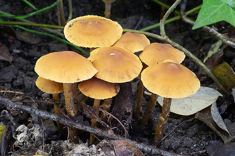 Armillaria nabsnona