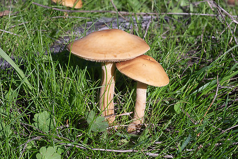 Agrocybe putaminum  Agrocybe putaminum,Fall,Geotagged,United States
