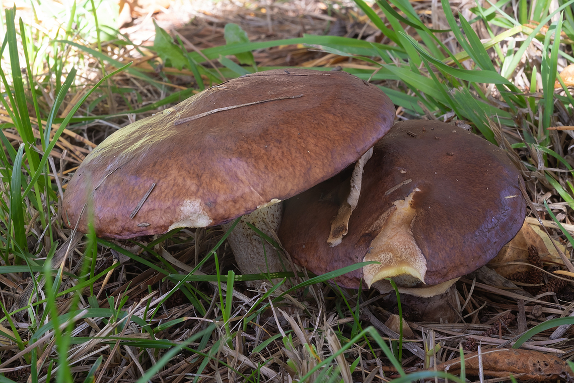 slippery jack growing under ponderosa pines Fall,Geotagged,Slippery jack,Suillus luteus,United States