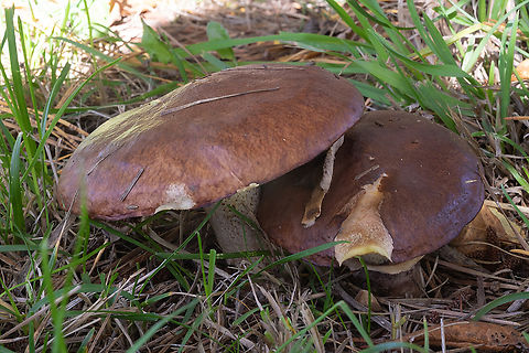 slippery jack growing under ponderosa pines Fall,Geotagged,Slippery jack,Suillus luteus,United States