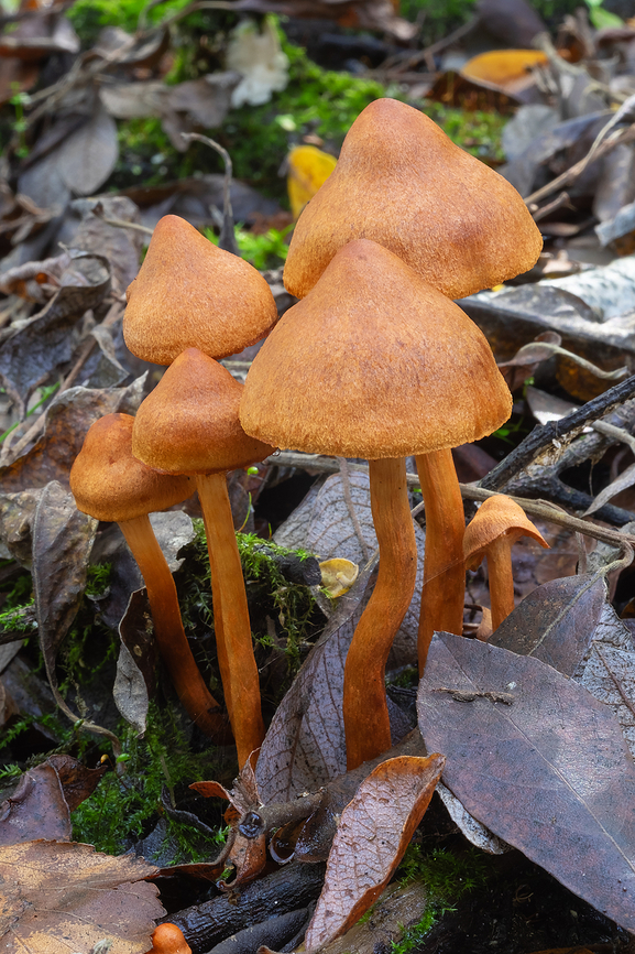 Gorgeous oranges Probably cortinarius, beautiful deep orange color all over including the gills, felty appearance, cortina, growing in a very swampy area. Thinking maybe C. cinnamomeus gr. Fall,Geotagged,United States