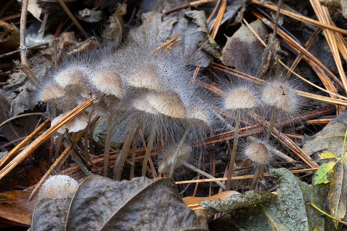 Bonnet mold  Bonnet mould,Fall,Geotagged,Spinellus fusiger,United States