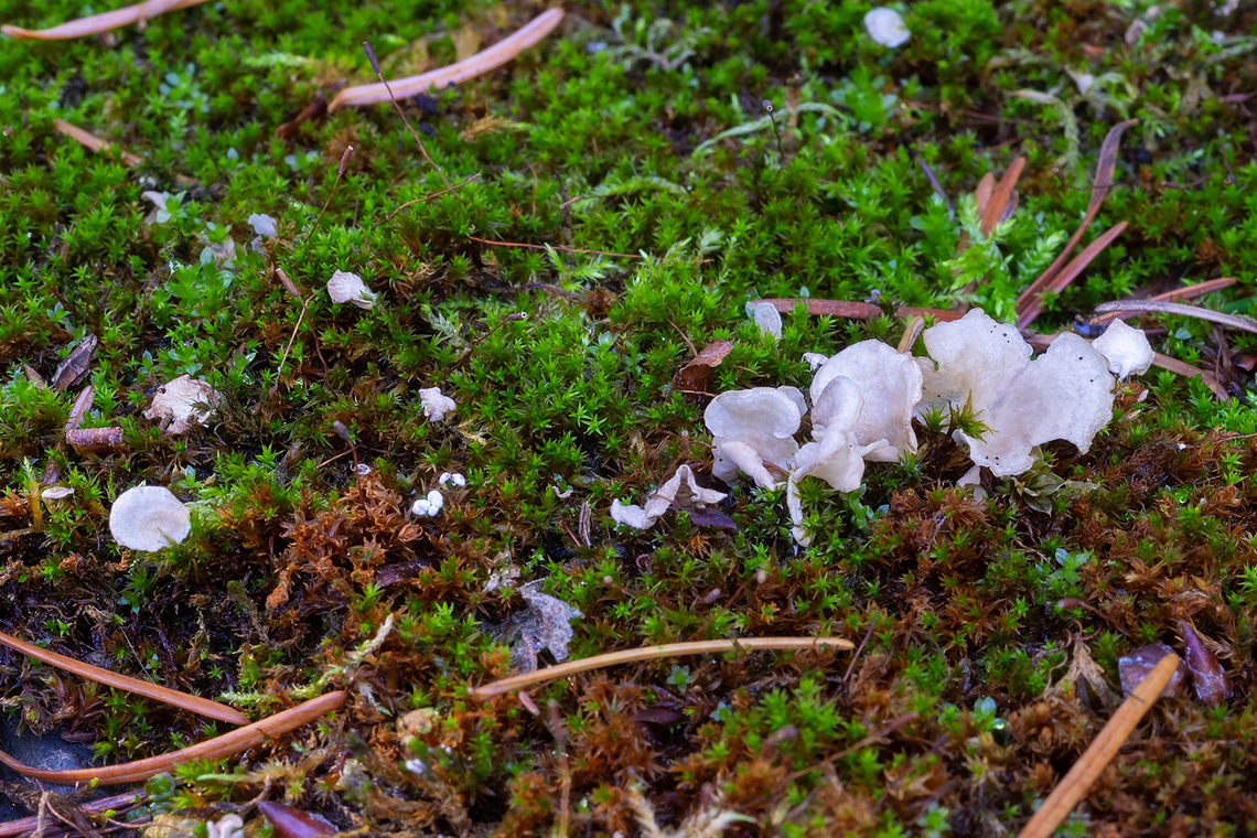 Arrhenia retiruga small moss oysterling - probably the most common species of the handful of moss Arrhenia we have here. All are said to be rare, but I see this one fairly often... I think perhaps some &quot;rare&quot; species may simply be overlooked species, as they are very small and not particularly showy. Arrhenia retiruga,Fall,Geotagged,Small Moss Oysterling,United States