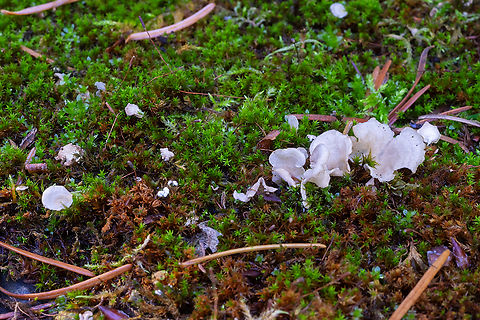 Arrhenia retiruga small moss oysterling - probably the most common species of the handful of moss Arrhenia we have here. All are said to be rare, but I see this one fairly often... I think perhaps some "rare" species may simply be overlooked species, as they are very small and not particularly showy. Arrhenia retiruga,Fall,Geotagged,Small Moss Oysterling,United States