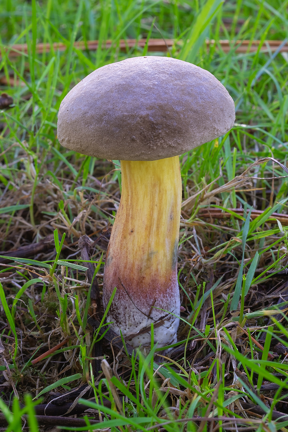 Xerocomellus atropurpureus  Fall,Geotagged,United States,Xerocomellus atropurpureus