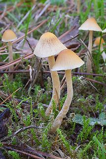 Lawn mushrooms these little blond mushrooms are super common in grass, but are so small and unobtrusive that they are probably rarely noticed. I'm not sure if they are mycena or Psathyrella or something entirely different..  Fall,Geotagged,United States