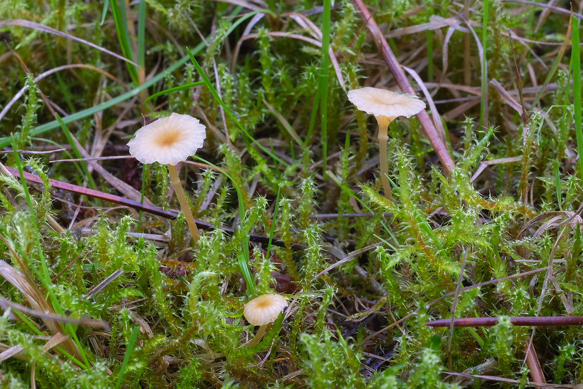 Rickenella mellea  Fall,Geotagged,Rickenella mellea,United States