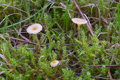 Rickenella mellea  Fall,Geotagged,Rickenella mellea,United States