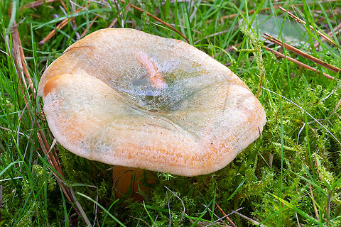 saffron milk cap  Fall,Geotagged,Lactarius deliciosus,Saffron milk cap,United States