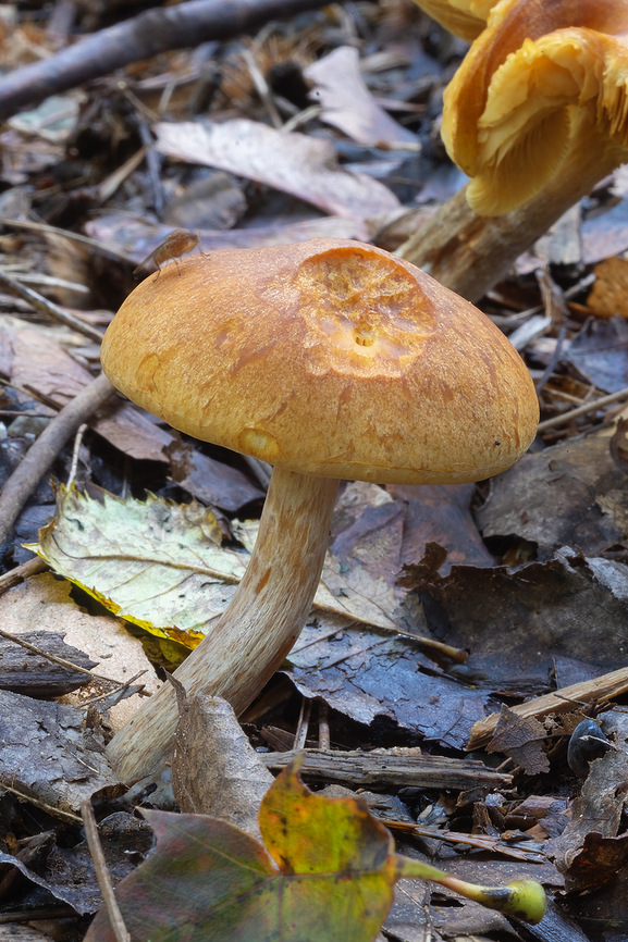Gymnopilus? Not sure - I don&#039;t have much experience with these as they don&#039;t seem common in this area. Not on wood, but in a heavily wood chipped area. Fall,Geotagged,Gymnopilus sapineus,Scaly Rustgill,United States