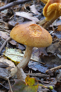Gymnopilus? Not sure - I don't have much experience with these as they don't seem common in this area. Not on wood, but in a heavily wood chipped area. Fall,Geotagged,Gymnopilus sapineus,Scaly Rustgill,United States