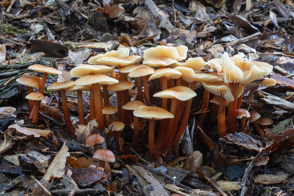 Gymnopus erythropus pretty clustering mushrooms that love wood chips Fall,Geotagged,Gymnopus erythropus,Redleg toughshank,United States