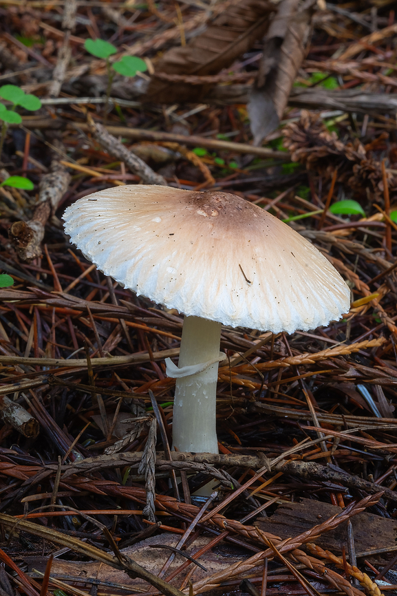 Leucoagaricus rubrotinctus  Fall,Geotagged,Leucoagaricus rubrotinctus,United States