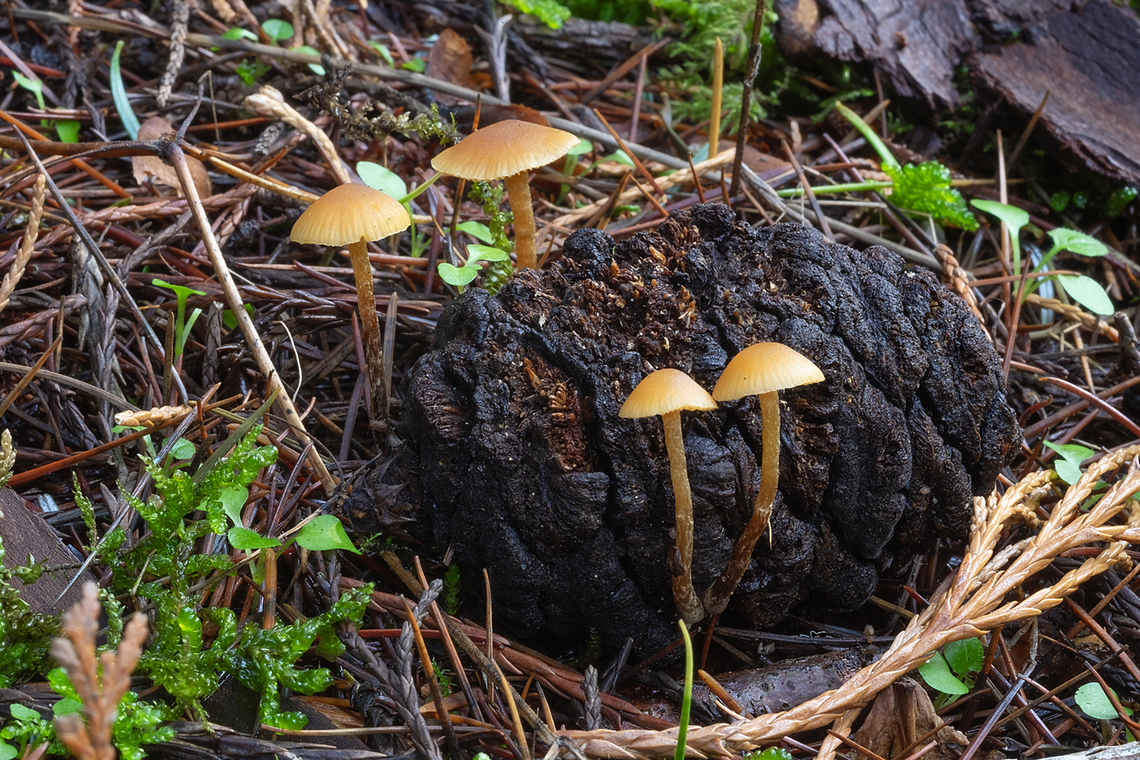 small mushrooms on a sequoia cone I think these may be Galerina, rather than Strobilarius, which are common on other conifer cones Fall,Geotagged,United States