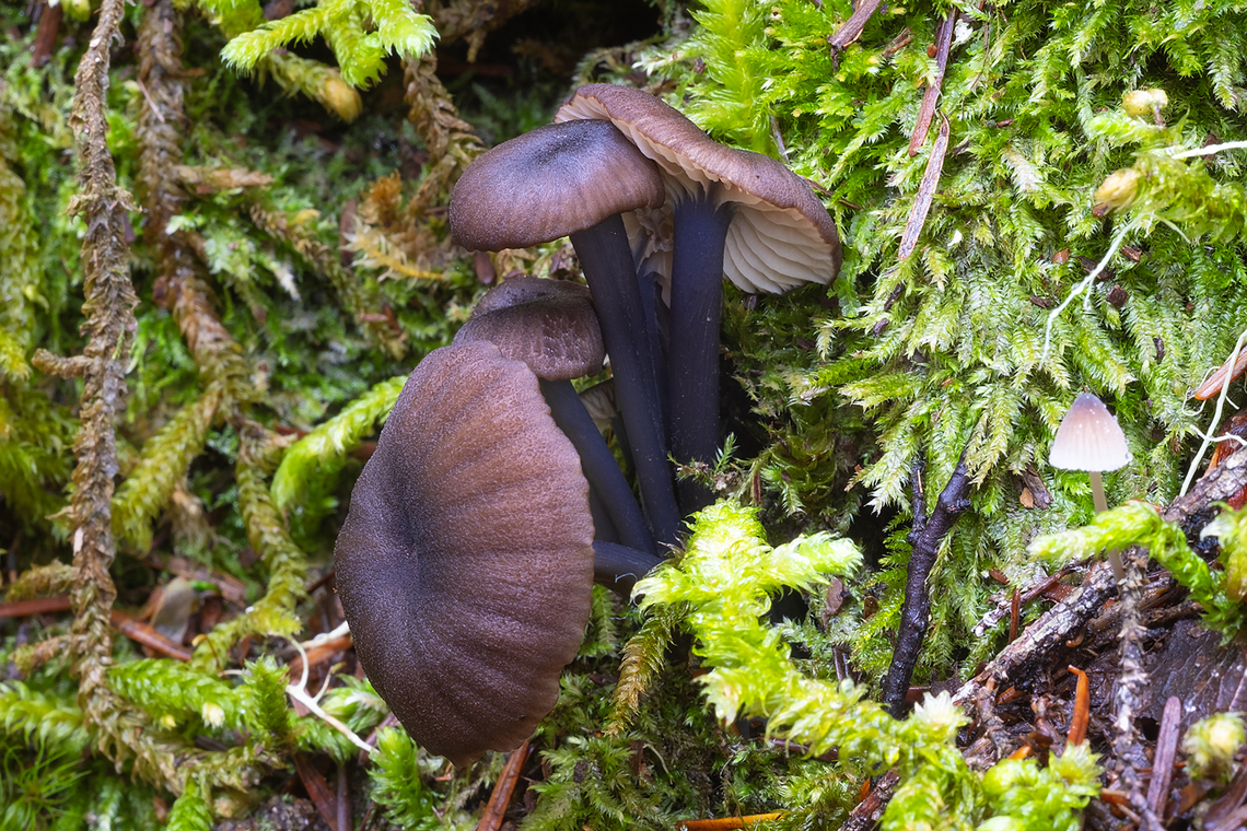 Black/brown marasimoid  Fall,Geotagged,United States