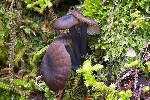 Black/brown marasimoid  Fall,Geotagged,United States