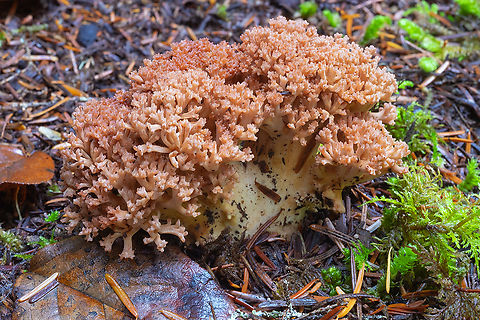 Orange-red Ramaria  Clustered coral,Fall,Geotagged,Ramaria botrytis,United States
