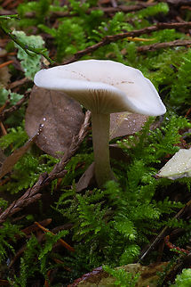 White Clitocyboid perhaps Leucocybe candicans, but there are many similar species Fall,Geotagged,United States