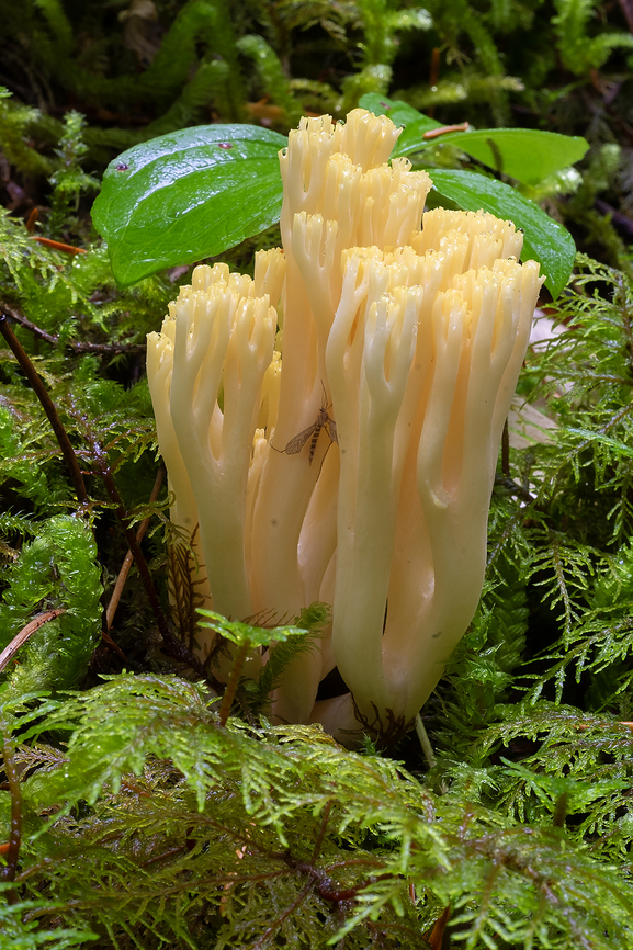 Bright lemon yellow Ramaria  Fall,Fuzzy-footed coral,Geotagged,Ramaria cystidiophora,United States