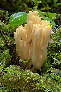 Bright lemon yellow Ramaria  Fall,Fuzzy-footed coral,Geotagged,Ramaria cystidiophora,United States