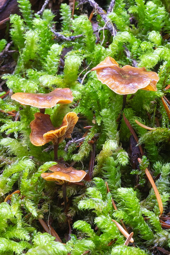 Xeromphalina cornui  Fall,Geotagged,United States,Xeromphalina cornui