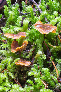 Xeromphalina cornui  Fall,Geotagged,United States,Xeromphalina cornui