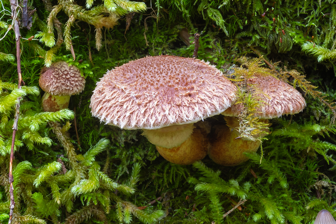 Western painted Suillus lovely and fuzzy, these don&#039;t really look like Suillus are expected to - slimy...  Fall,Geotagged,Matte Jack,Suillus lakei,United States