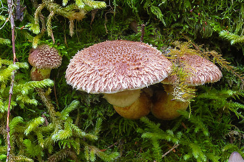 Western painted Suillus lovely and fuzzy, these don't really look like Suillus are expected to - slimy...  Fall,Geotagged,Matte Jack,Suillus lakei,United States