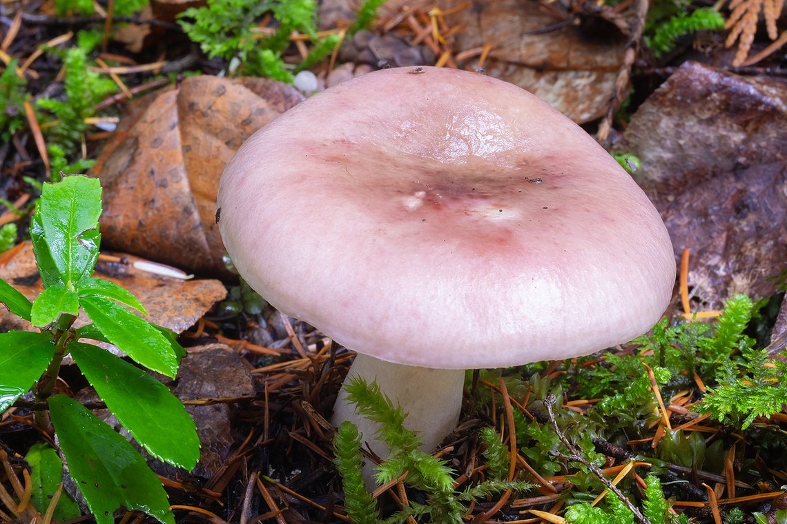 Pale pink Russula  Fall,Geotagged,United States