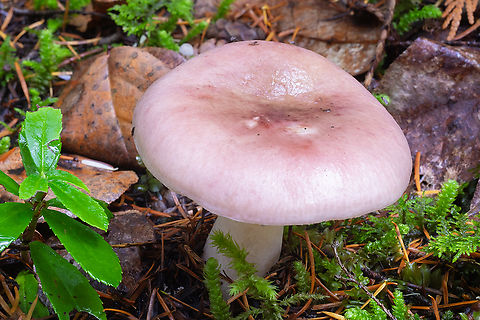 Pale pink Russula  Fall,Geotagged,United States