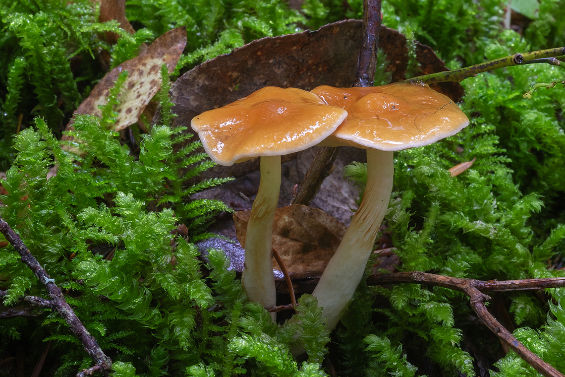 Small caramel mushrooms I think this may be a Phaeocollybia. It's a pretty darn good mimic for Psilocybe cyanescans though - there's no bluing and the spore on the stem appears to be quite medium brown rather than dark, so I don't think they are that. Fall,Geotagged,United States