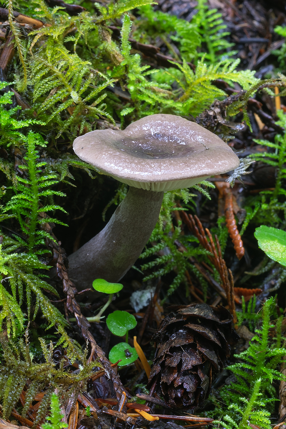 Goblet funnel cap  Fall,Geotagged,Goblet Funnel Cap,Pseudoclitocybe cyathiformis,United States