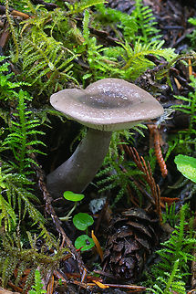 Goblet funnel cap  Fall,Geotagged,Goblet Funnel Cap,Pseudoclitocybe cyathiformis,United States