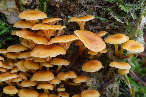Golden trumpets  Fall,Geotagged,Golden trumpet,United States,Xeromphalina campanella