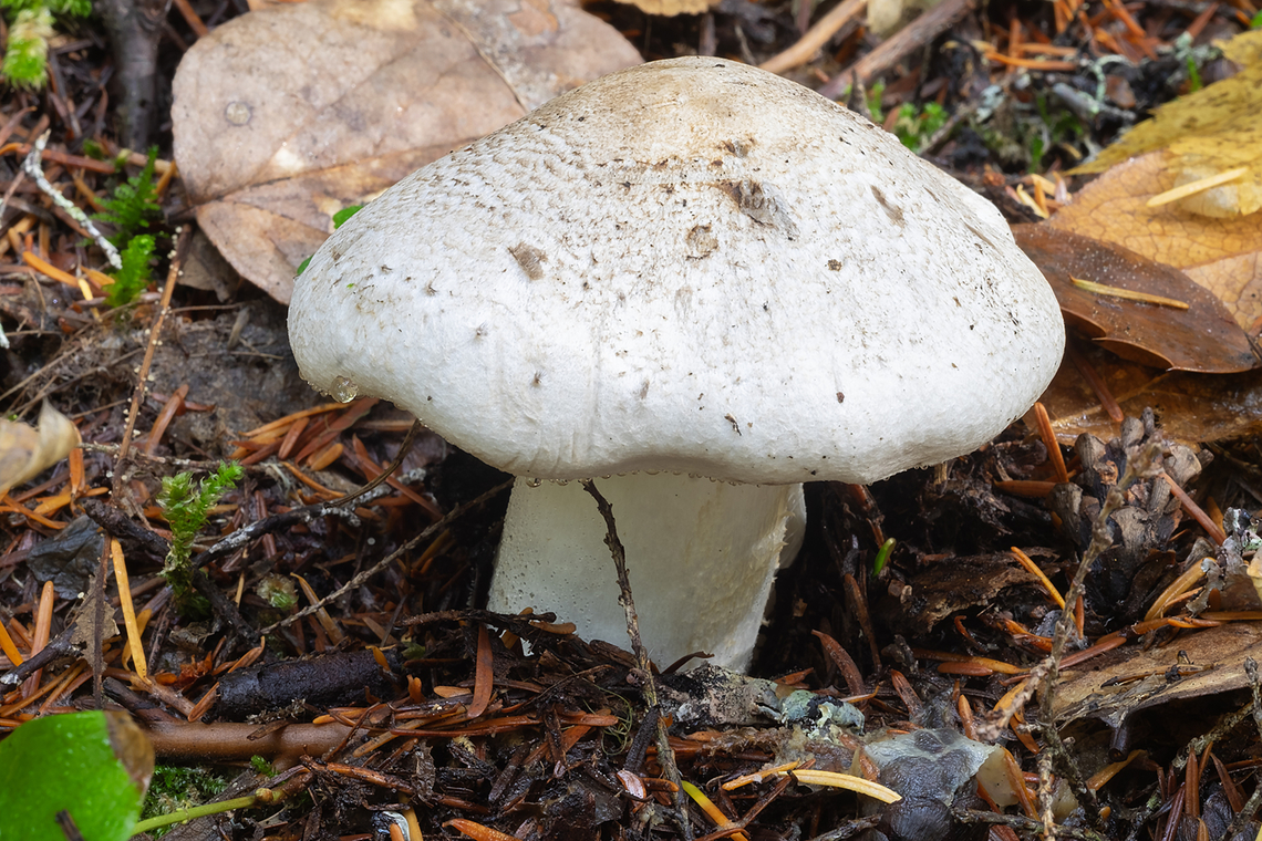 Trichloma sp. I believe this is a Trichloma.. but it could be something else. Fall,Geotagged,United States