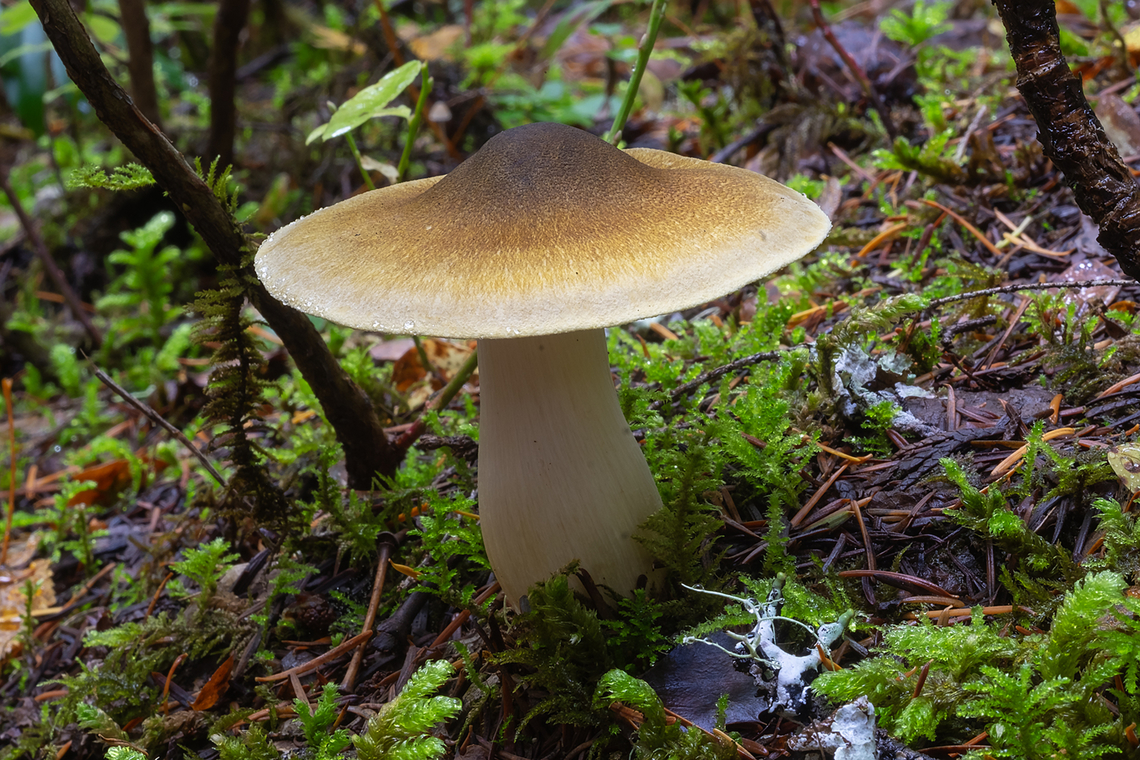 Conical beauty  Fall,Geotagged,United States