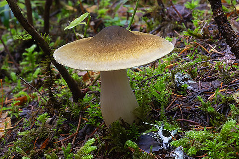 Conical beauty  Fall,Geotagged,United States