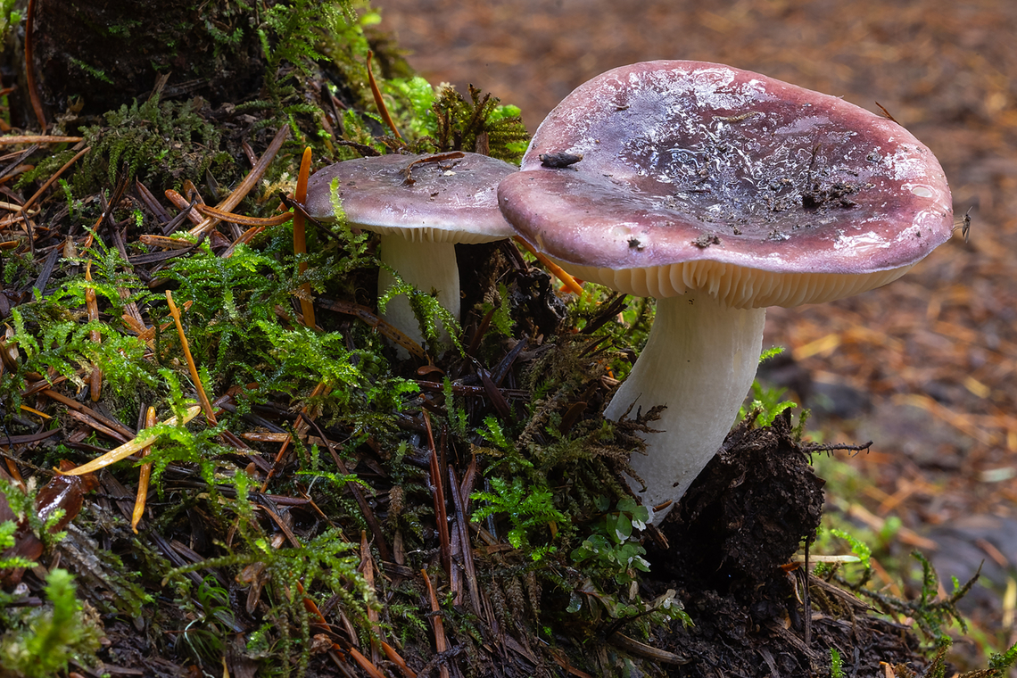 Purple Russula too many lookalike species to classify further Fall,Geotagged,United States